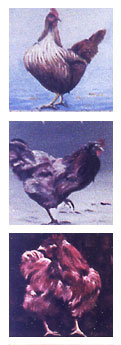 peintures de poules